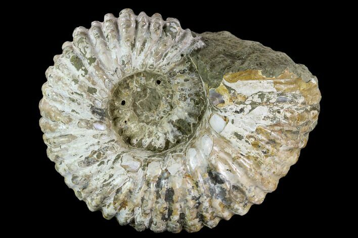 Tractor Ammonite (Douvilleiceras) Fossil - Madagascar #126398